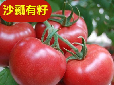 新鲜农家西红柿番茄自然熟生吃应季蔬菜5斤大红小果10斤中果
