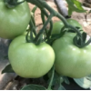 青西红柿新鲜蔬菜孕妇酸绿未成熟生番茄青番茄绿番茄